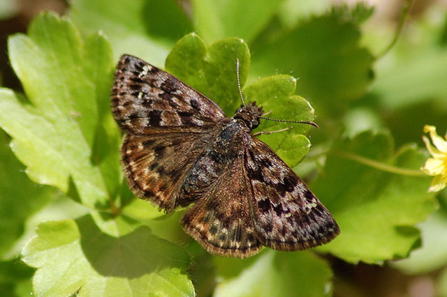 colour photo of Mottled Duskywing on a leaf