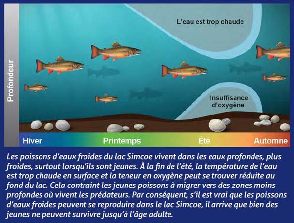 Illustration 1 : Les poissons d’eaux froides du lac Simcoe vivent dans les eaux profondes, plus froides, surtout lorsqu’ils sont jeunes. À la fin de l’été, la température de l’eau est trop chaude en surface et la teneur enoxygène peut se trouver réduite au fond du lac. Cela contraint les jeunes poissons à migrer vers des zones moins profondes où vivent les prédateurs. Par conséquent, s’il est vrai que les poissons d’eaux froides peuvent se reproduire dans le lac Simcoe, il arrive que bien des jeunes ne peuvent survivre jusqu’à l’âge adulte.