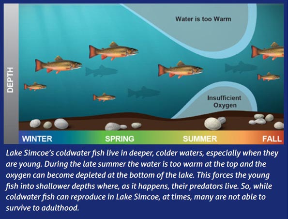 Figure 1: Lake Simcoe’s coldwater fish live in deeper, colder waters, especially when they are young. During the late summer the water temperature is too warm at the top and the oxygen can become depleted at the bottom of the lake. This forces the young fish into shallower depths where, as it happens, their predators live. So, while coldwater fish can reproduce in Lake Simcoe, at times, many are not able to survive to adulthood.