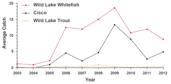 Figure 2 - This graph illustrates evidence of recovery in the native coldwater fish community of Lake Simcoe. The graph shows average catch data for wild lake whitefish, cisco (lake herring) and wild lake trout, from the Ministry of Natural Resource and Forestry’s offshore monitoring program from 2003 to 2012. Wild lake whitefish average catch has been substantially higher since 2006. The average catch of cisco has increased significantly over all years. Wild lake trout have been consistently caught during this monitoring program.