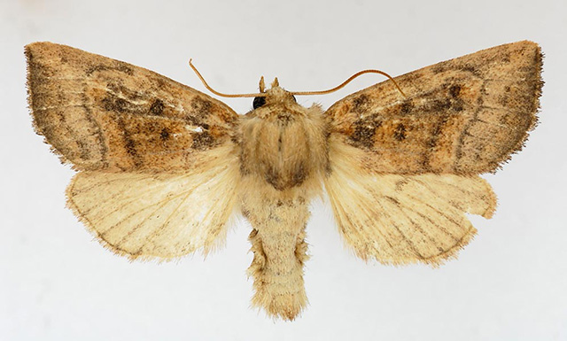 Colour photo of Aweme Borer Moth